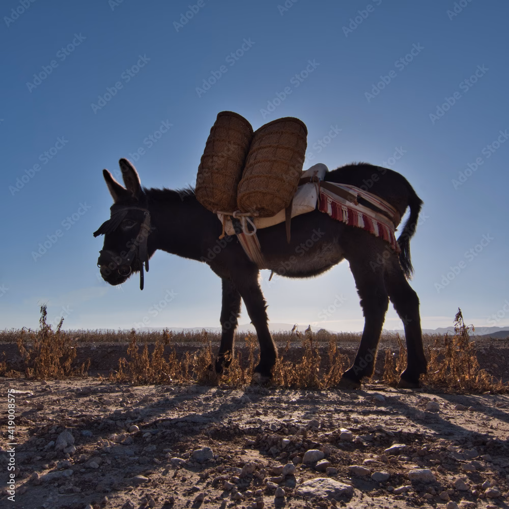 What is the difference between a burro and a regular banana?