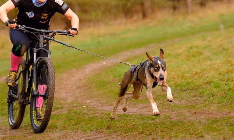 ¿Qué es mejor para pasear un perro, collar o arnés?