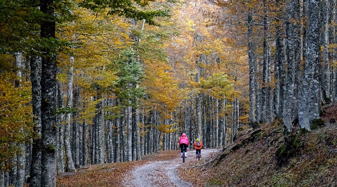 Can you ride bikes in the Redwood Forest?