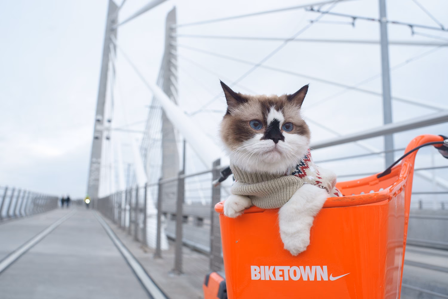 What is a cat bike?