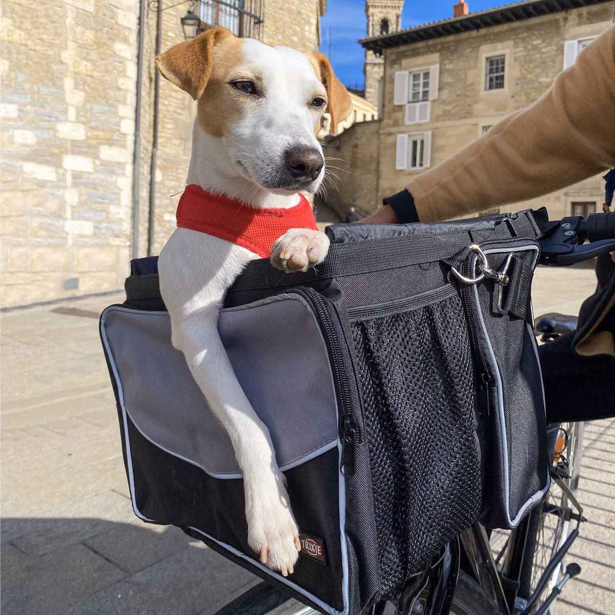 ¿Son buenos los paseos en bicicleta para los perros?