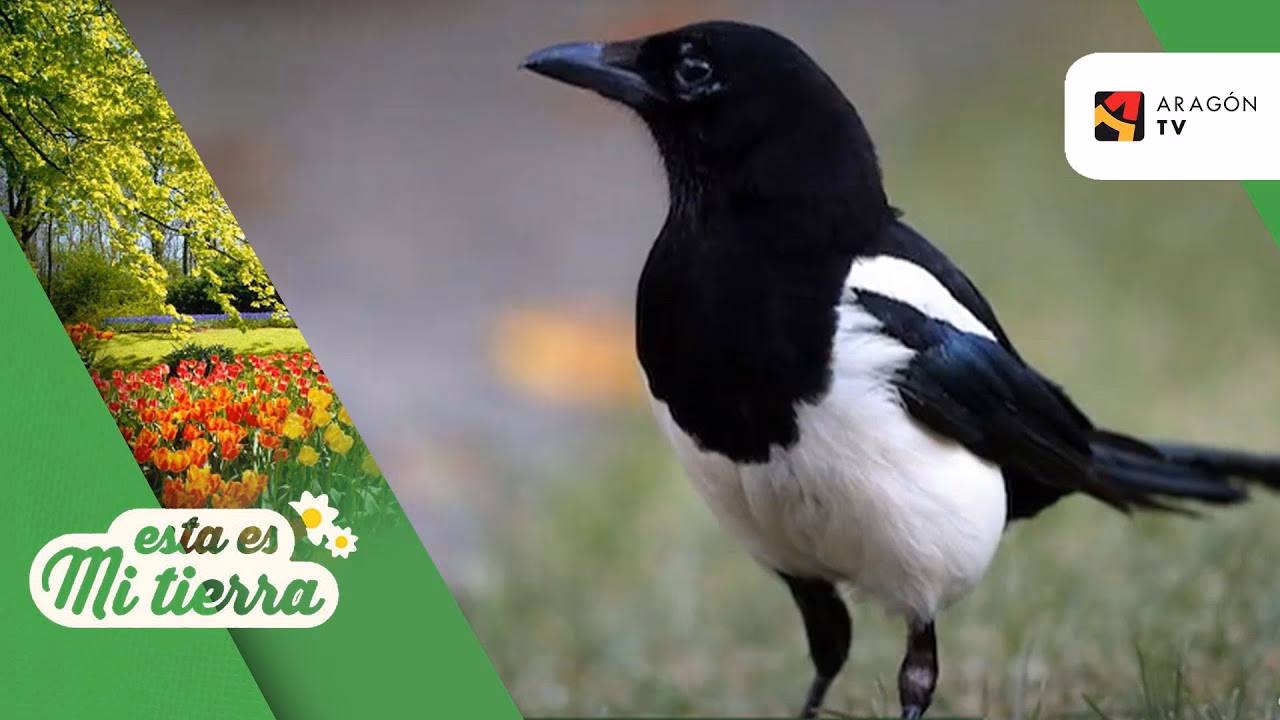 What does la Urraca mean?