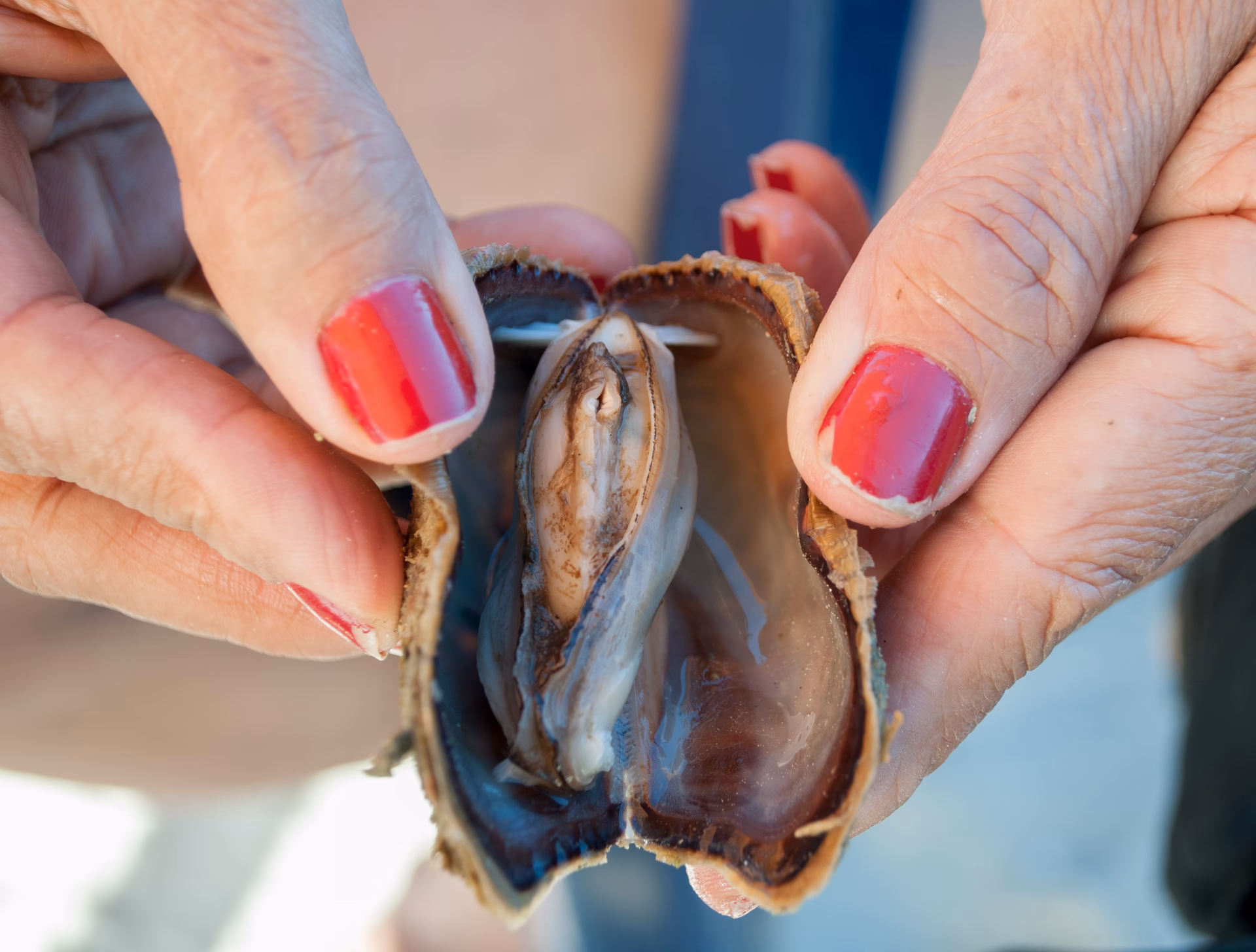 ¿Cómo se le llama a pata de cabra?