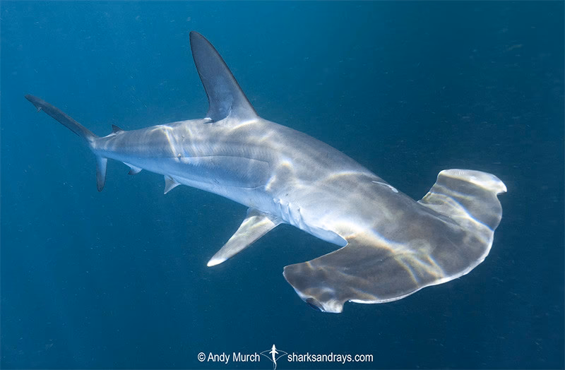 How strong is hammerhead?