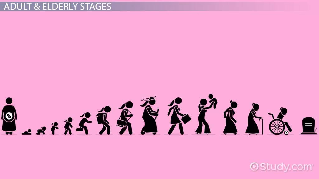 What are the 4 stages of human lifespan?
