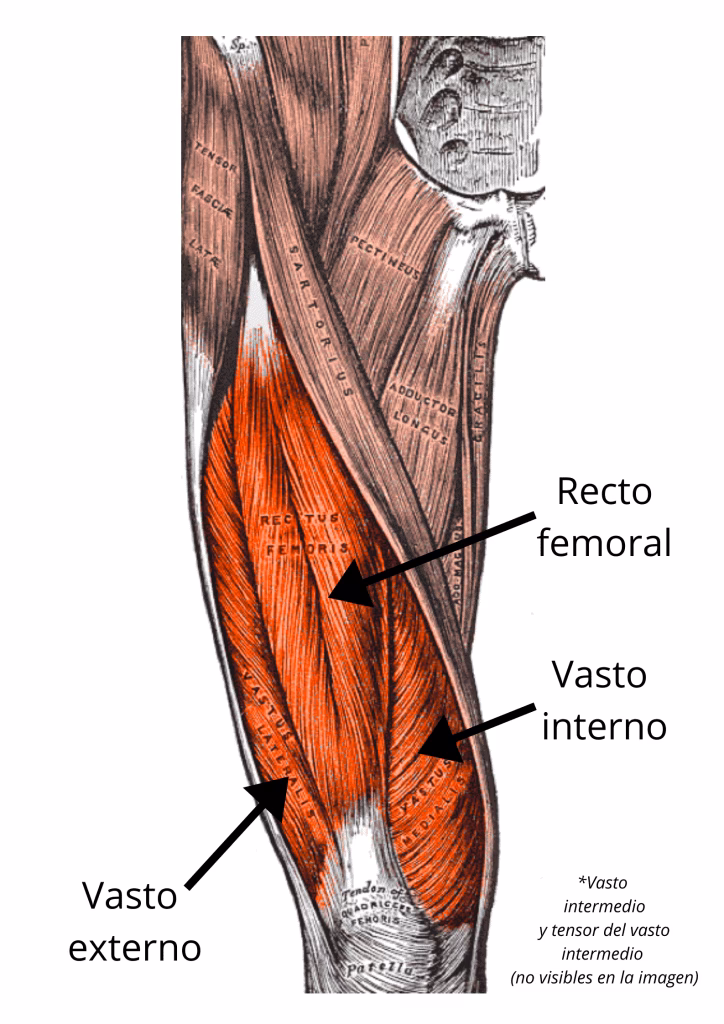 ¿Dónde se insertan los cuádriceps?