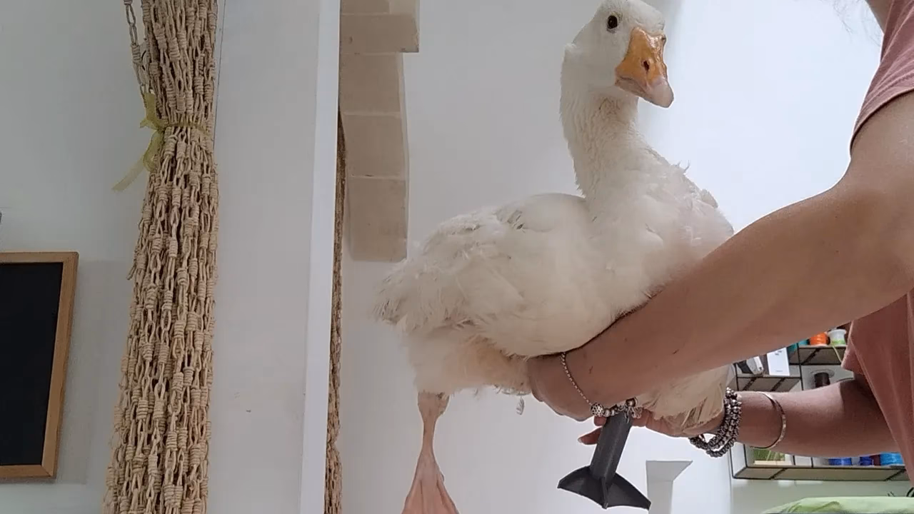 What is pata de ganso?